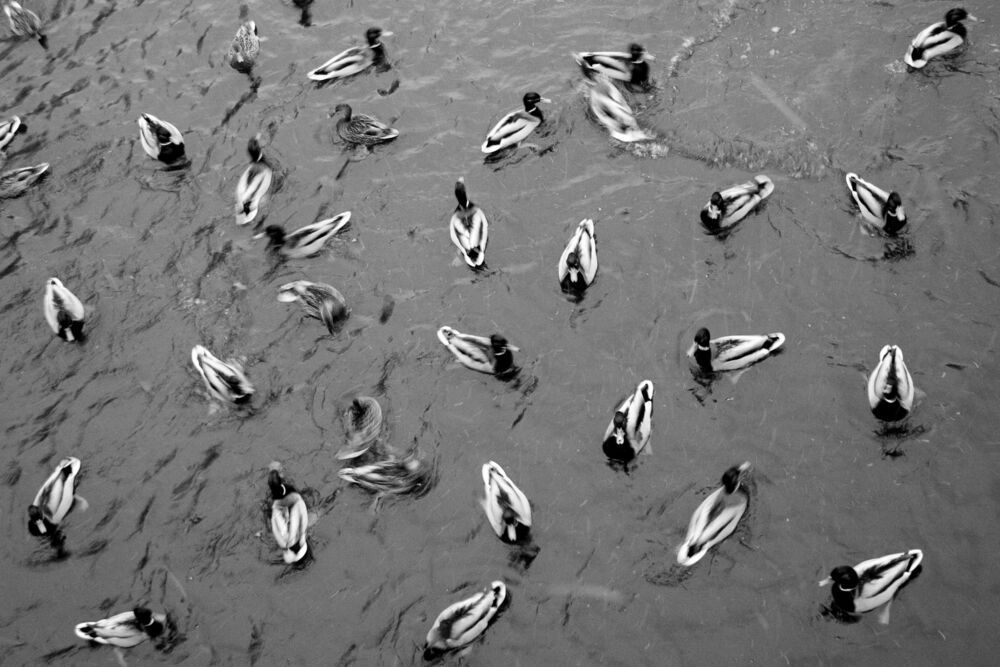 Birds