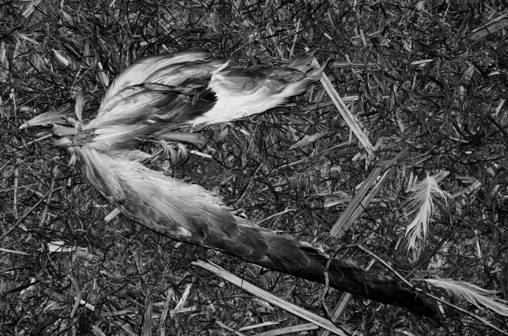 Birds