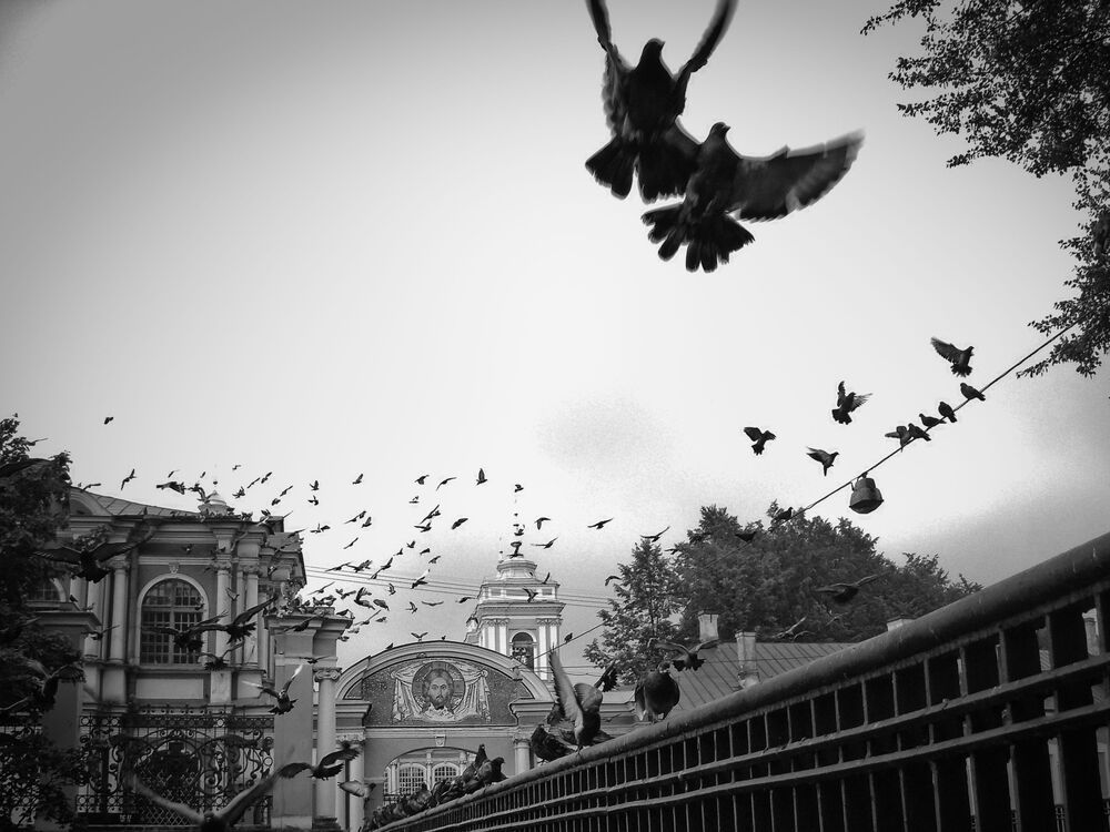 Birds