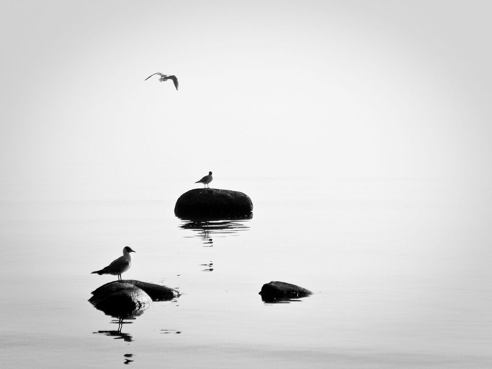 Birds