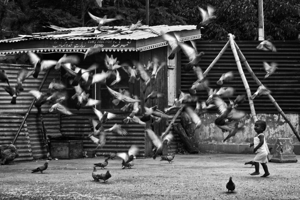 Birds