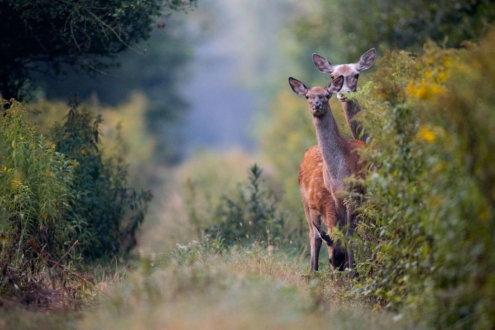 Dear Deers