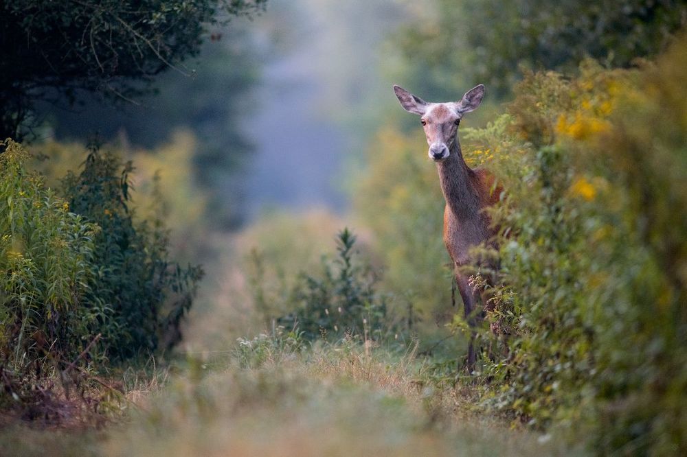 Dear Deers