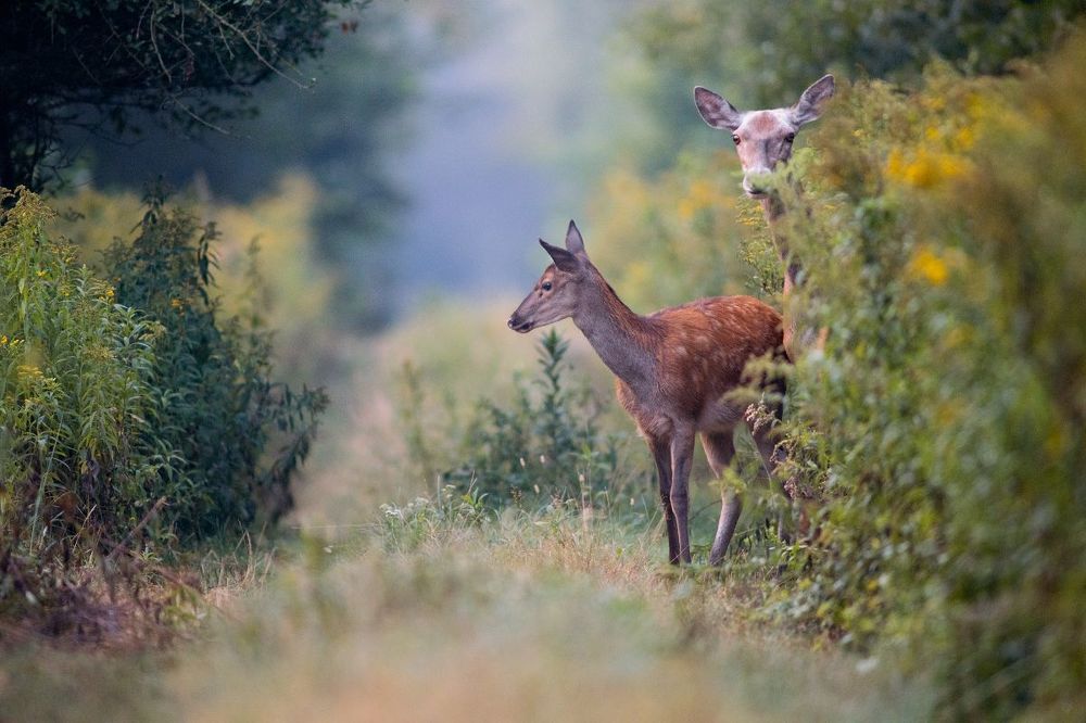 Dear Deers