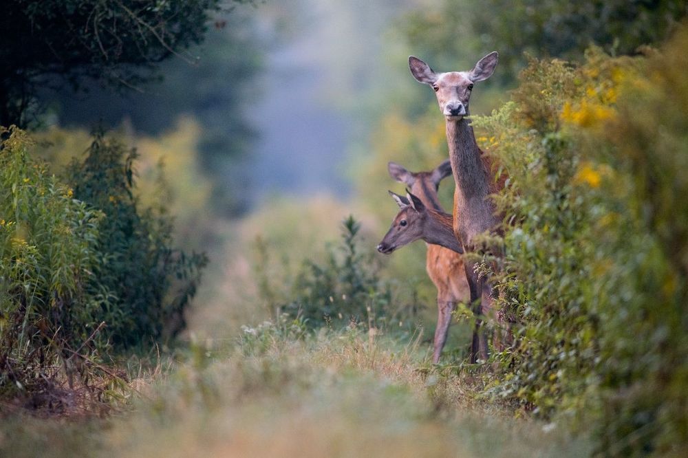 Dear Deers