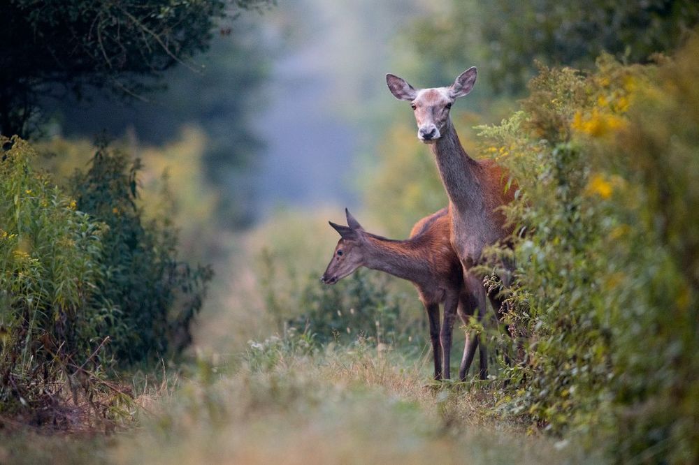 Dear Deers