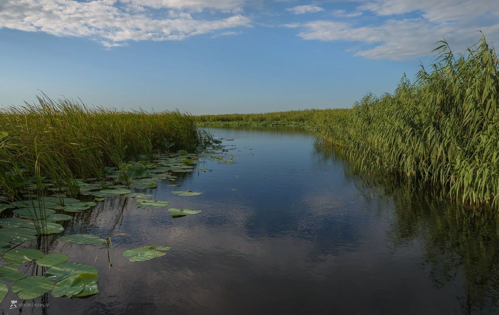 Тростниковые заросли на берегу Каспийского моря. Водные дороги среди этих зарослей как реки.