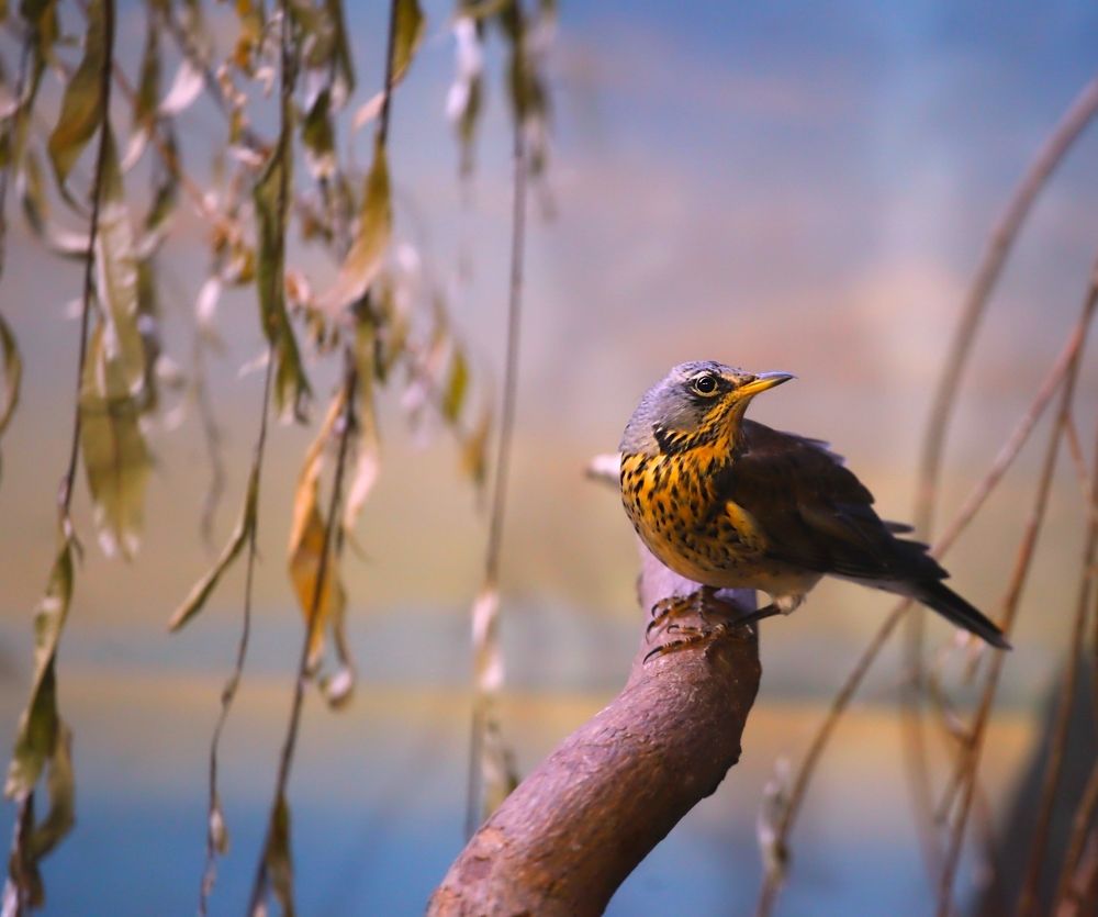 Birds