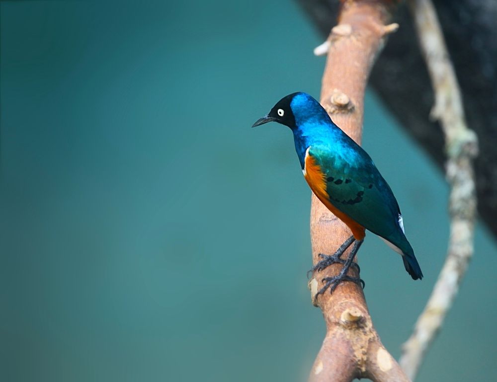 Birds