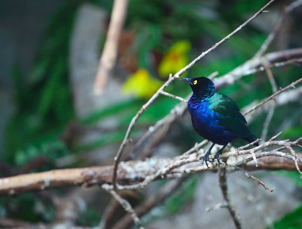 Birds