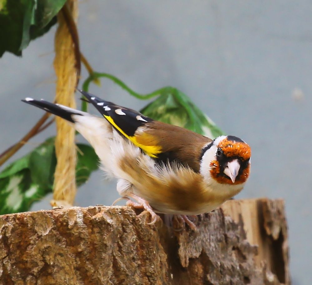 Birds