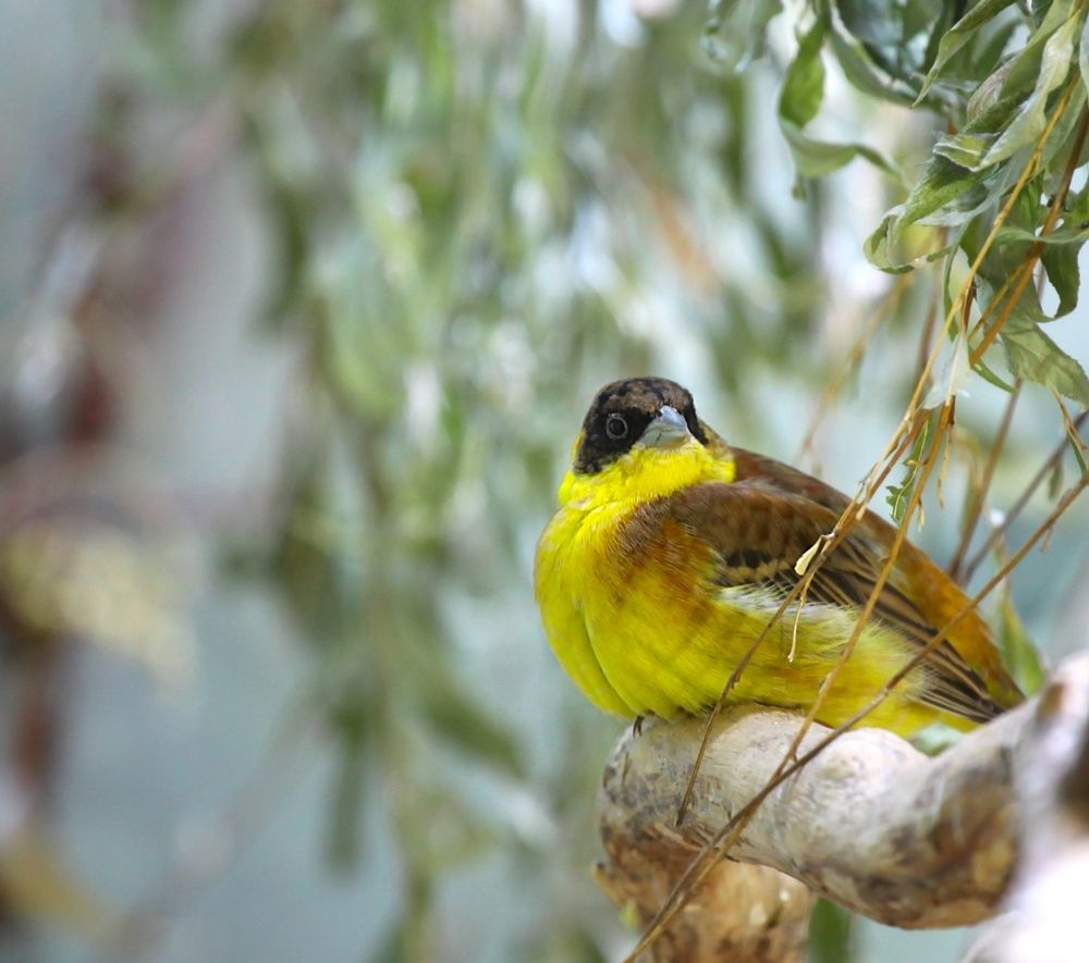 Birds