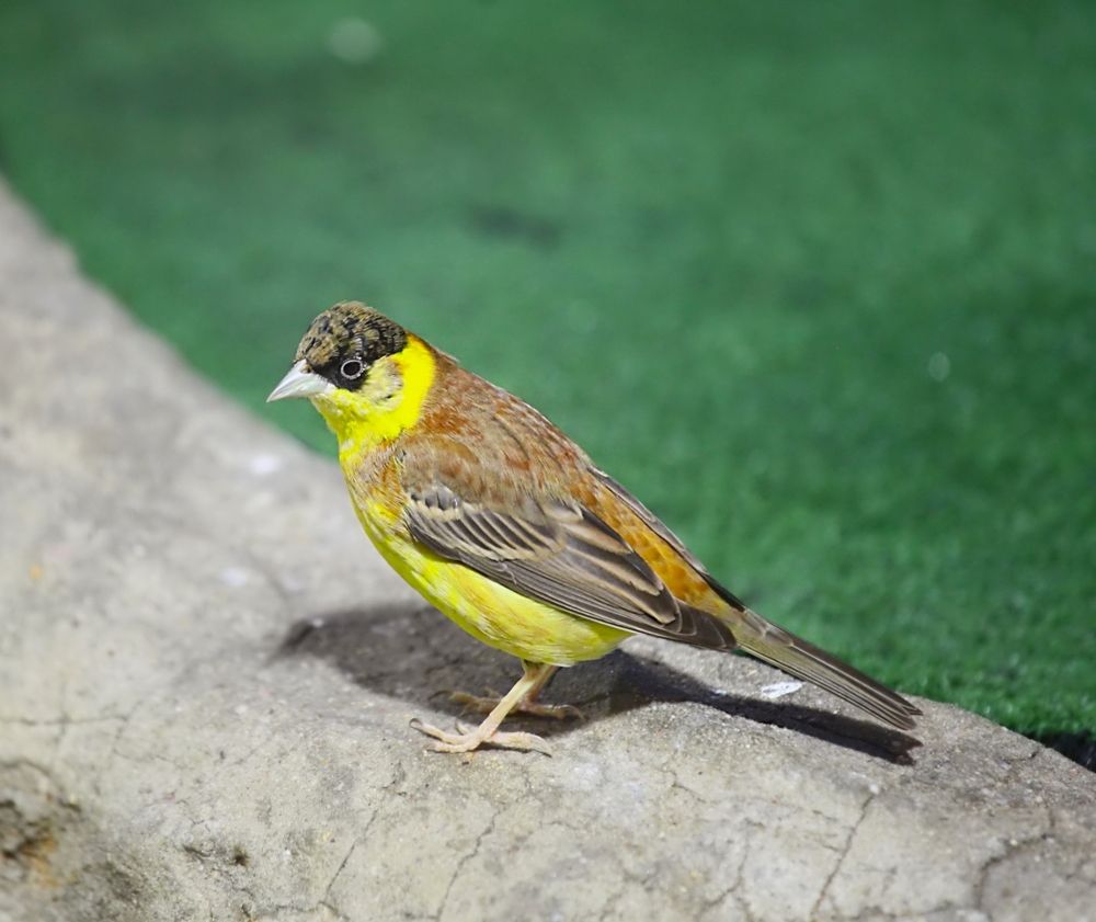 Birds