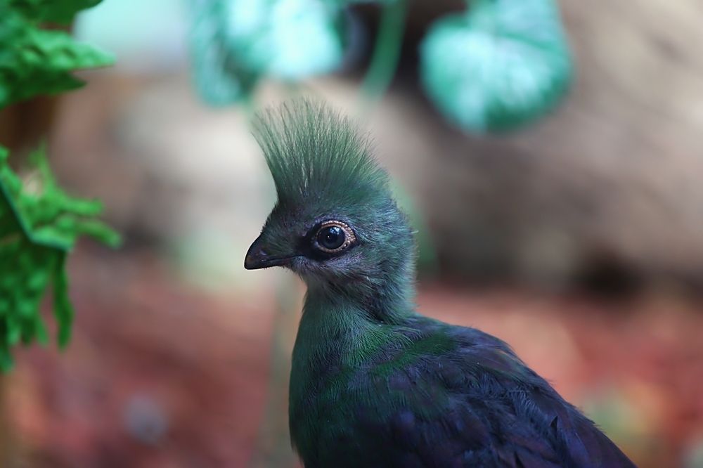 Birds