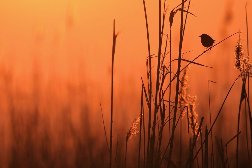 Wild birds