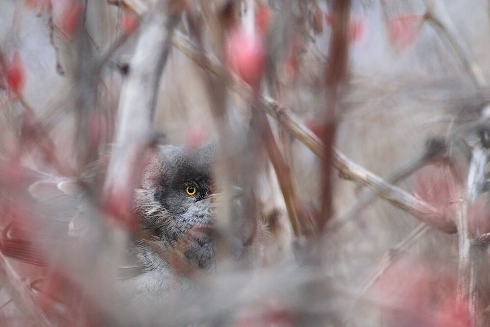 Wild birds