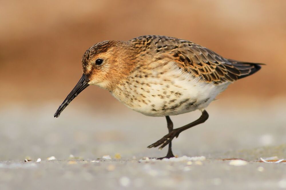 Wild birds