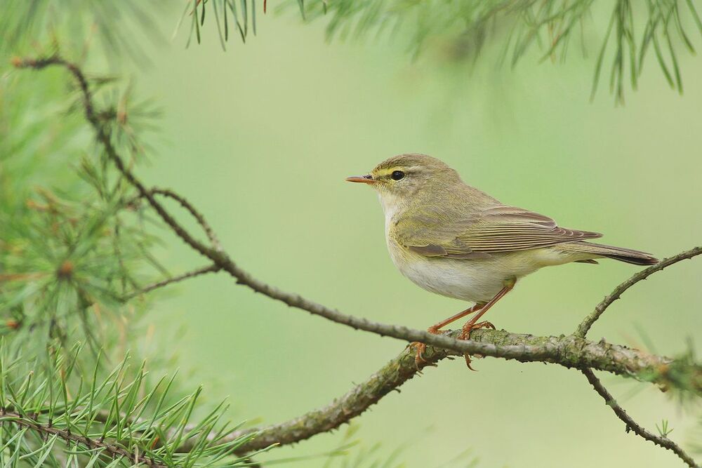 Wild birds