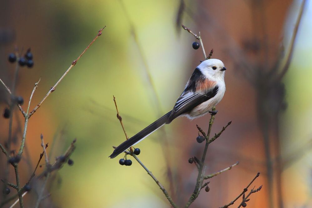 Wild birds