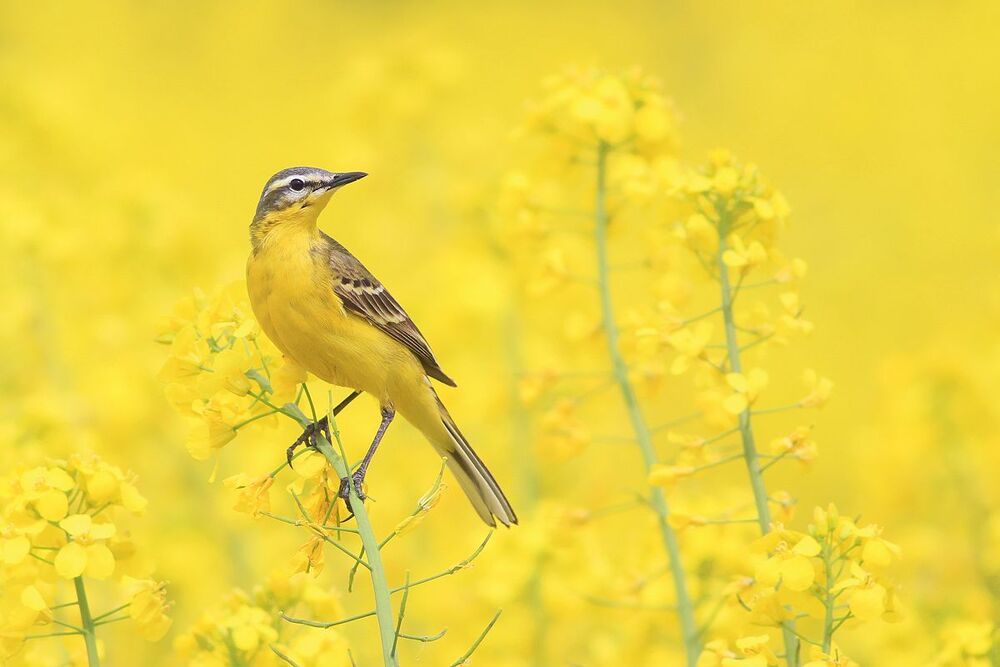 Wild birds