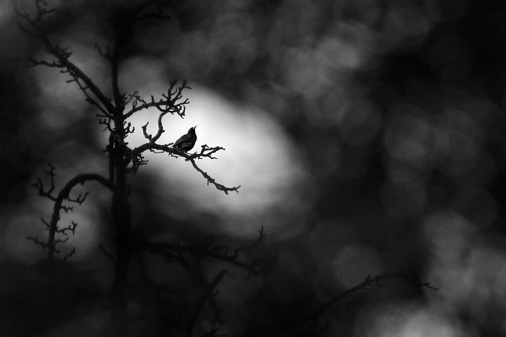 Wild birds