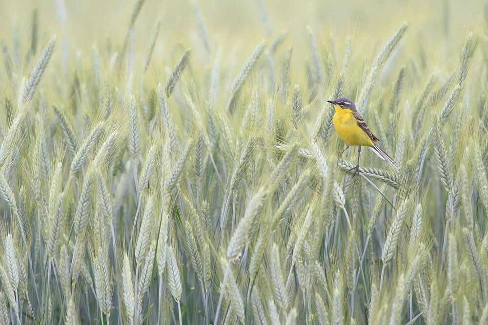 Wild birds