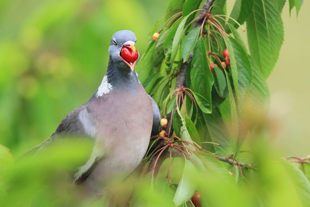 Wild birds