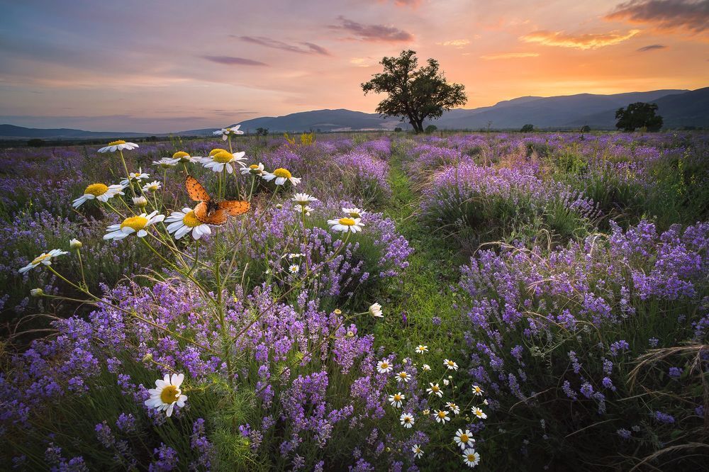 Landscapes in Bulgaria