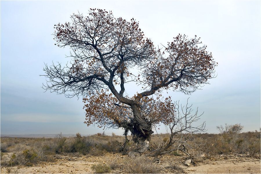 05. Евфратский тополь (лат. Populus euphratica) также Туранга евфратская &mdash; вид лиственных деревьев из рода Тополь (Populus) семейства Ивовые (Salicaceae).