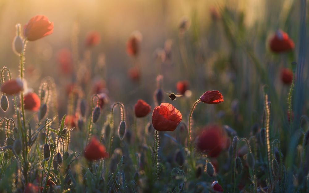 the morning of my favorite flowers