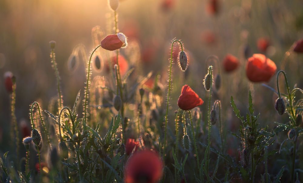 the morning of my favorite flowers