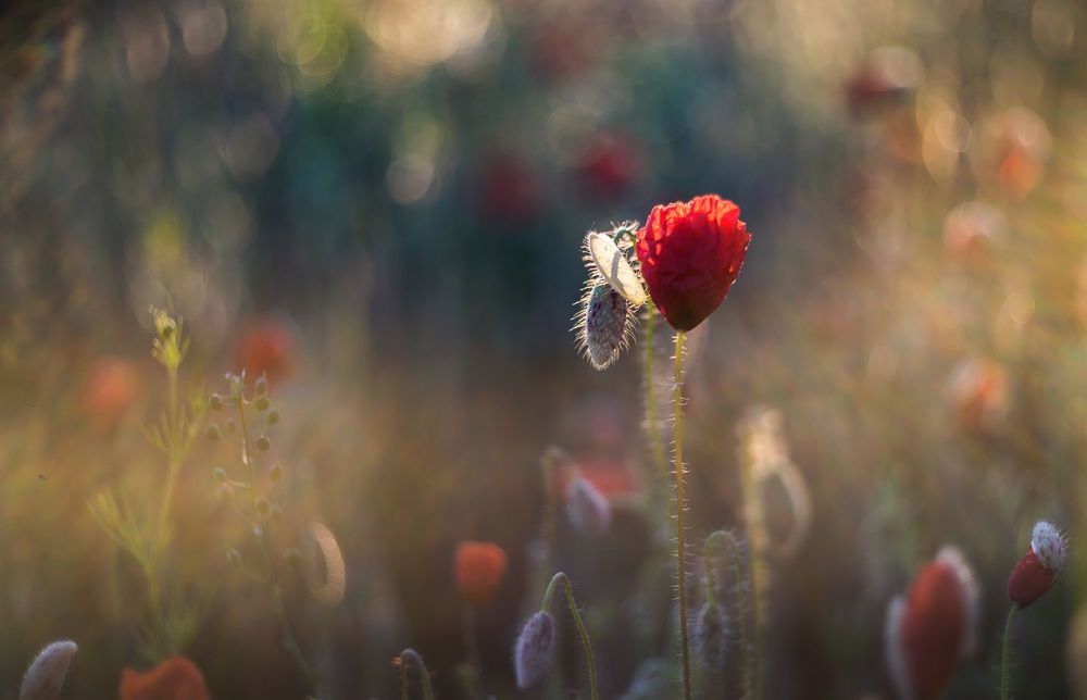the morning of my favorite flowers