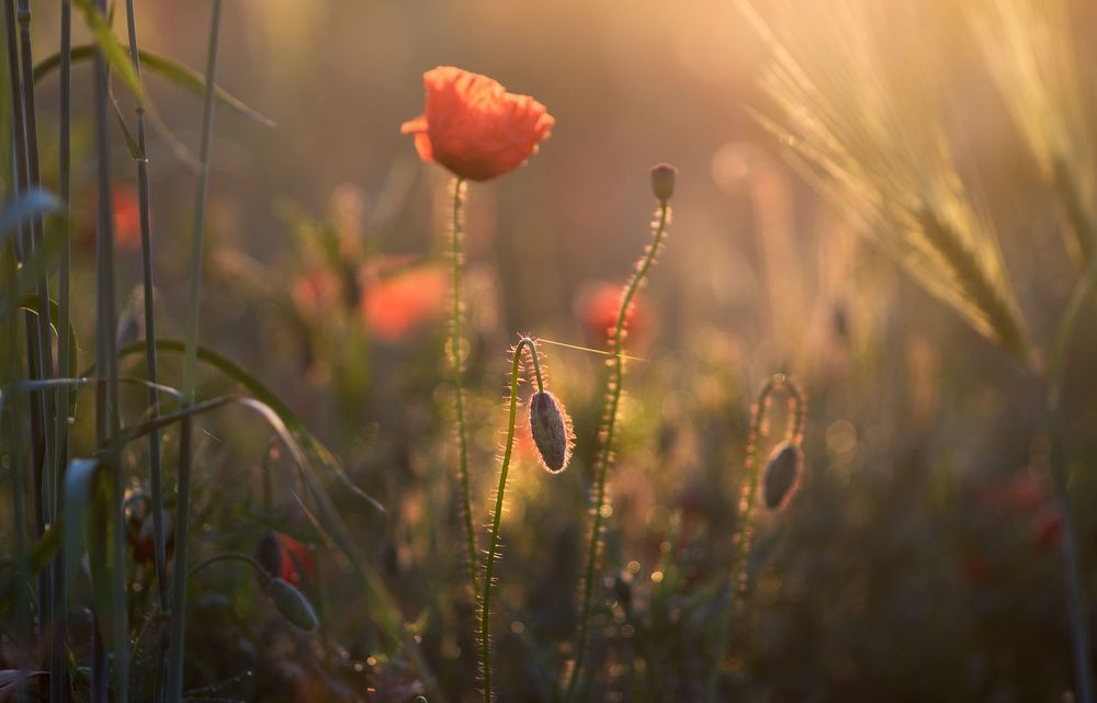 the morning of my favorite flowers
