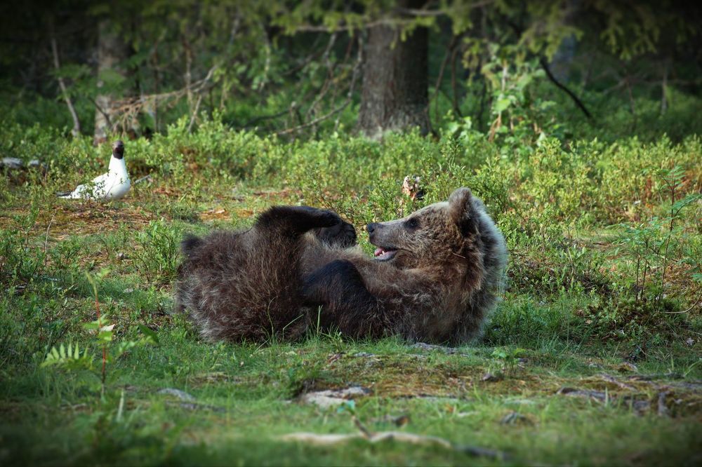 Притворюсь-ка я черепашкою...