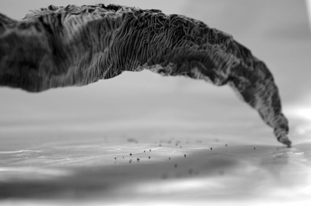 Tornado