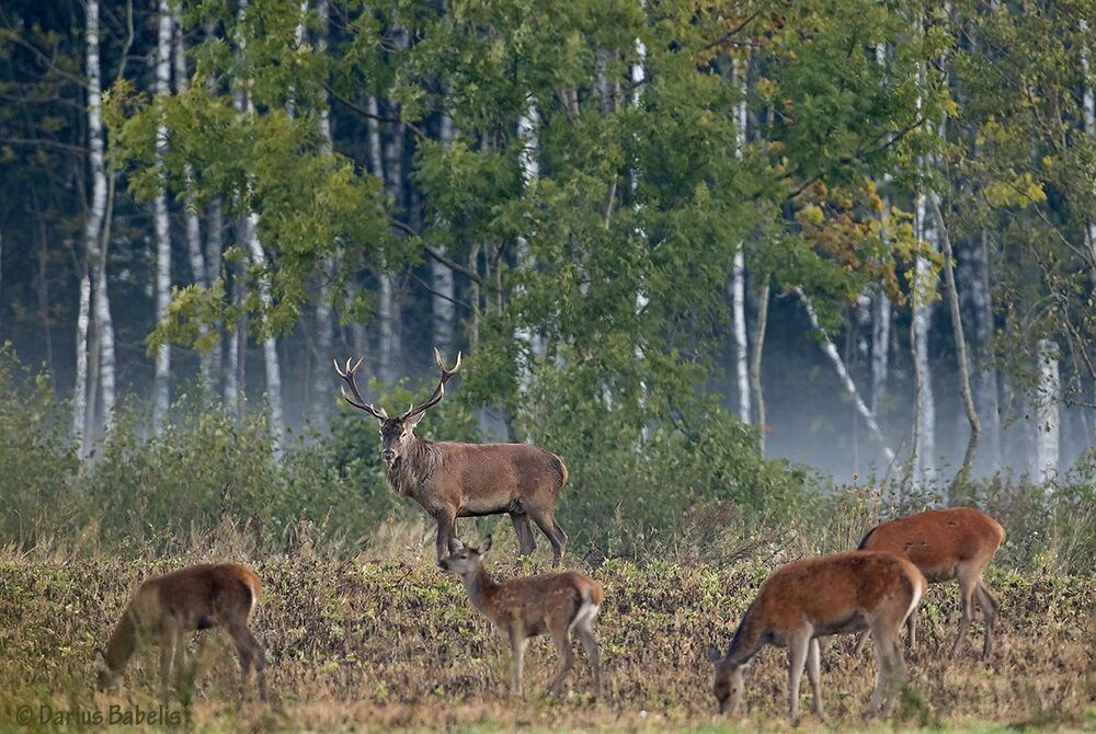 Благородный олень