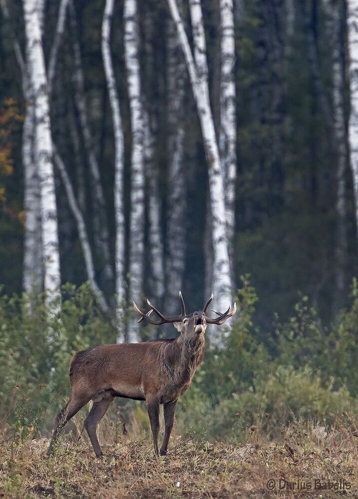 Благородный олень