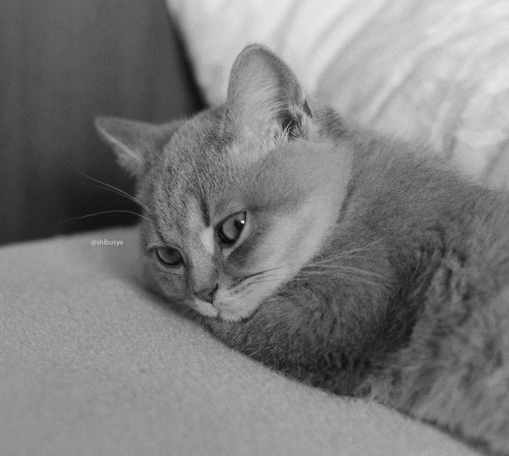 Dreaming Shibusya