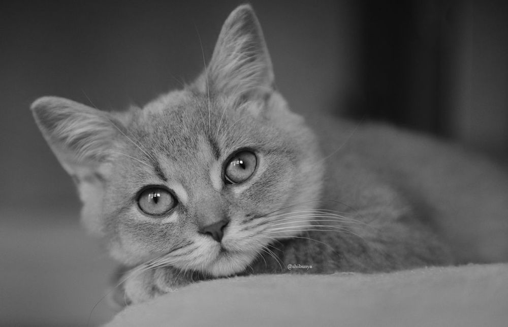 Dreaming Shibusya
