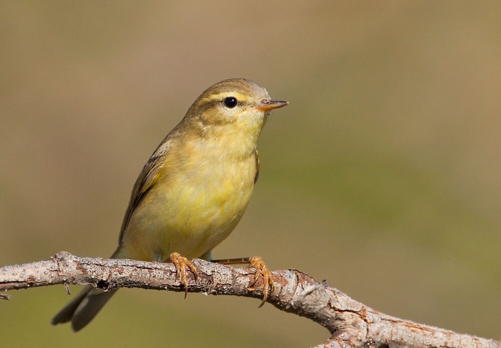 Пеночка-трещотка (лат. Phylloscopus sibilatrix) 