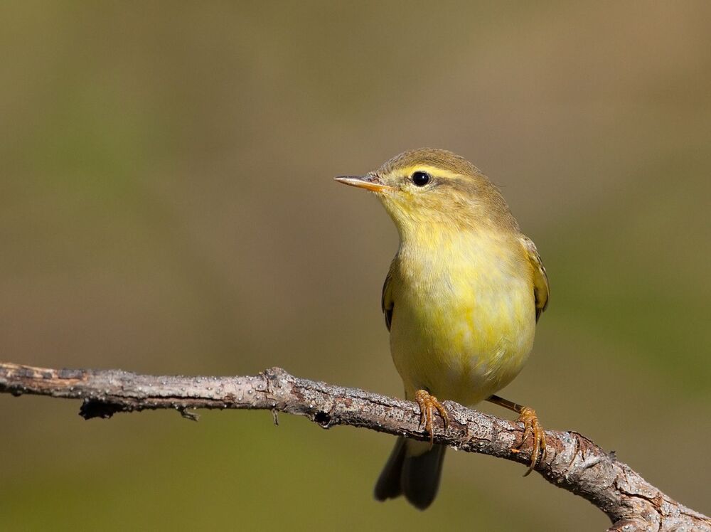 Пеночка-трещотка (лат. Phylloscopus sibilatrix) 