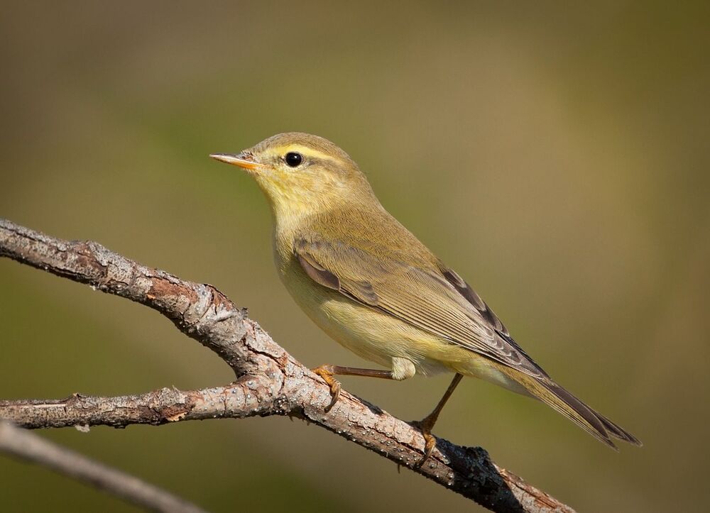 Пеночка-трещотка (лат. Phylloscopus sibilatrix) 