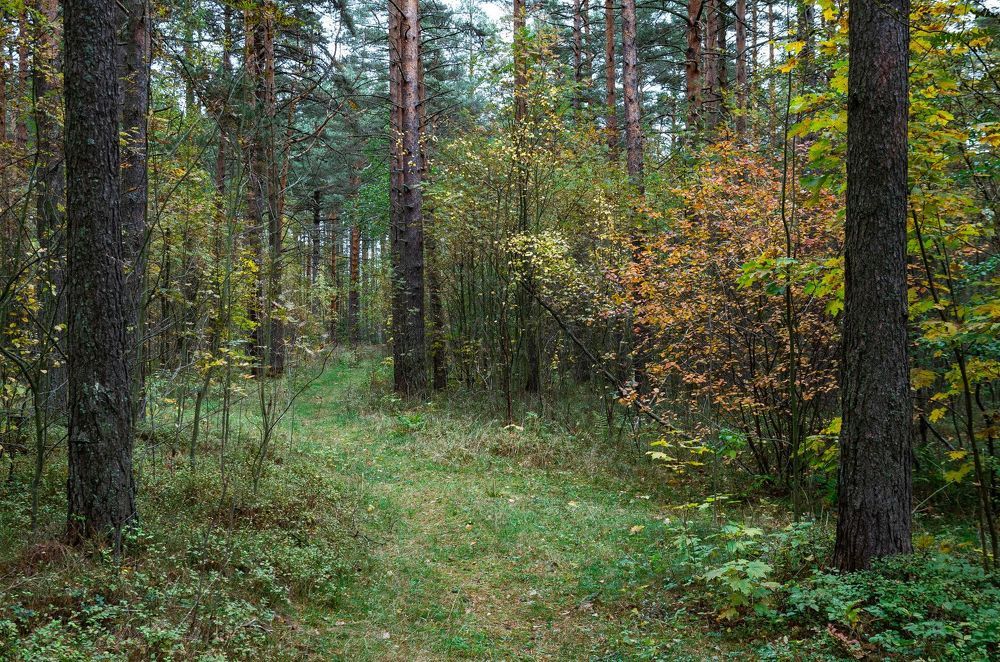Просто осенний лес