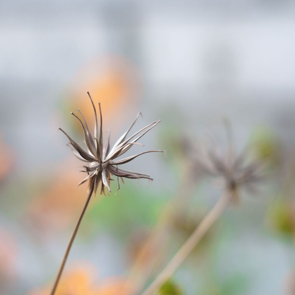 Photo 1348215