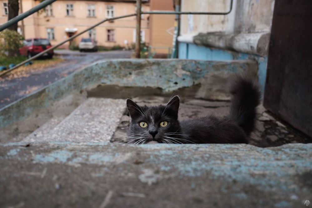 Коричневый кот, белый пес и разлитые чернила