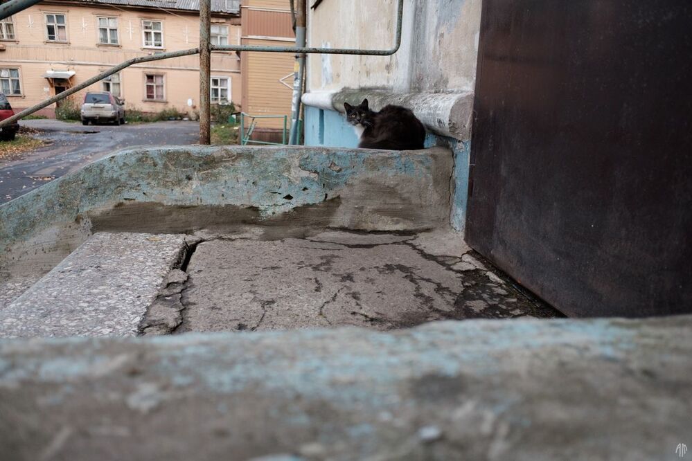 Коричневый кот, белый пес и разлитые чернила