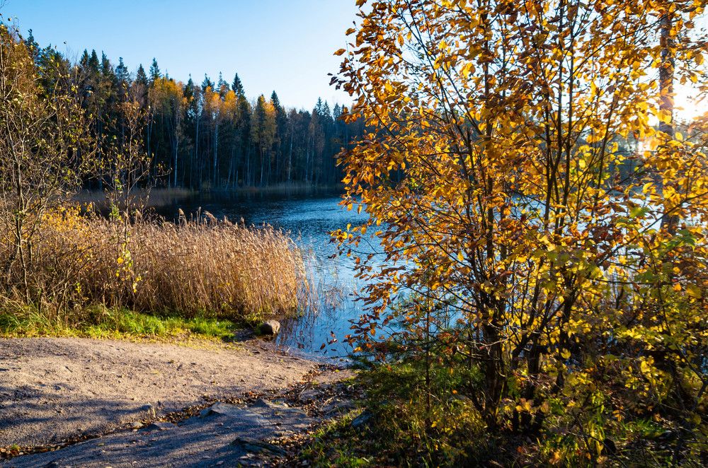 Много золота