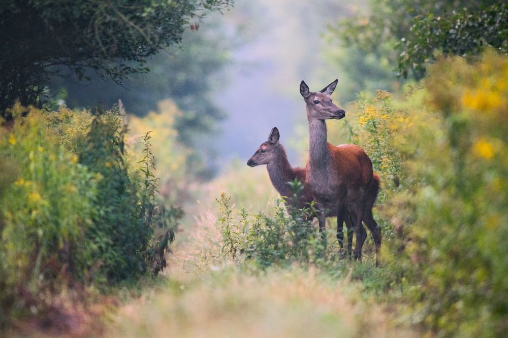 Walk with mother