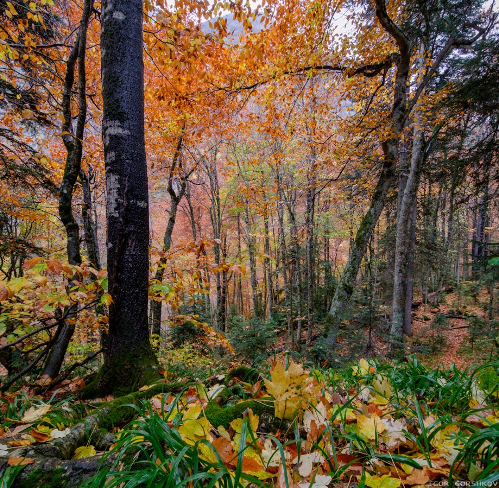 Панорама вариант1