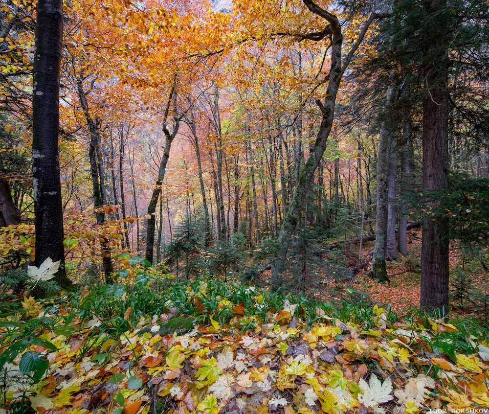 Панорама вариант2